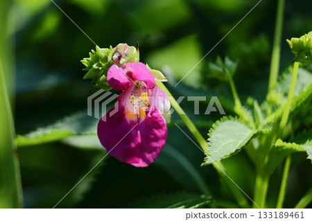 Conch-shell-like flower 133189461
