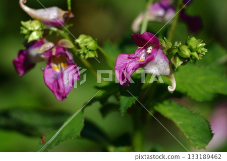 Conch-shell-like flower Conch-shell-like flower 133189462
