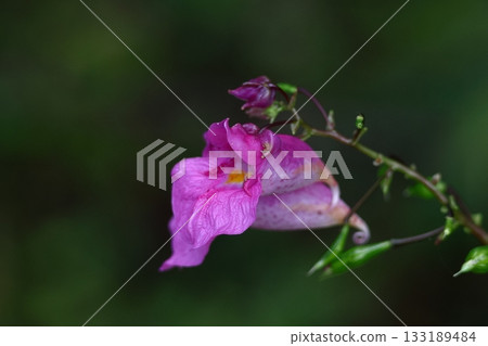 海螺狀的花 133189484