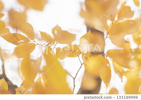 Dreamy Autumn Maple Bokeh Background 133189499