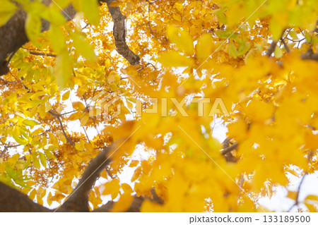 Dreamy Autumn Maple Bokeh Background 133189500