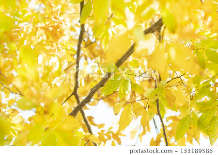 Dreamy Autumn Maple Bokeh Background 133189586