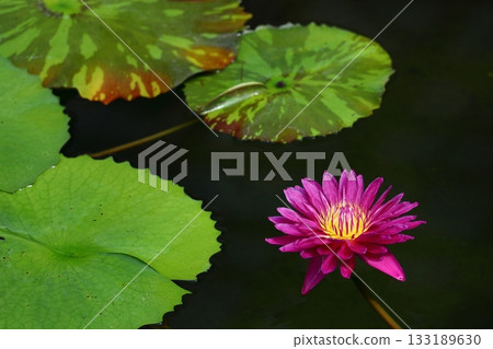 在水面上優雅地漂浮 133189630