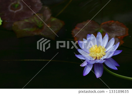 Floating elegantly on the surface of the water Floating elegantly on the surface of the water 133189635