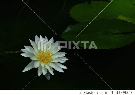 Floating elegantly on the surface of the water Floating elegantly on the surface of the water 133189660