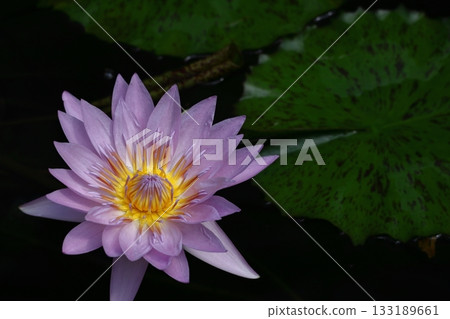Floating elegantly on the surface of the water Floating elegantly on the surface of the water 133189661
