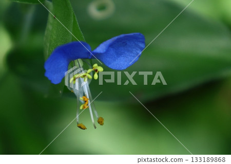 涼爽的藍色花朵 133189868
