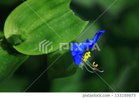 涼爽的藍色花朵 涼爽的藍色花朵 133189873