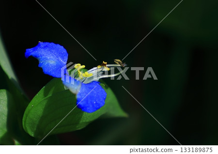 涼爽的藍色花朵 涼爽的藍色花朵 133189875