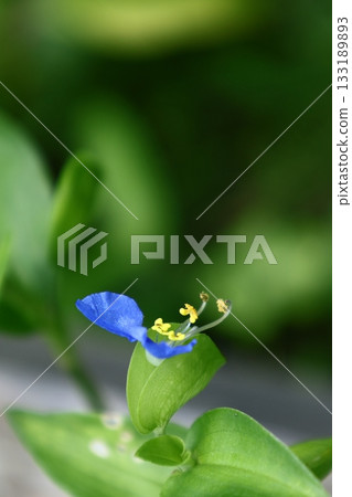 涼爽的藍色花朵 133189893
