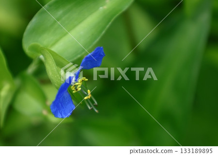 Cool blue flowers 133189895