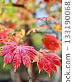 糖楓樹的秋葉 133190068