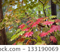 糖楓樹的秋葉 133190069