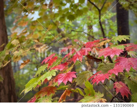 Autumnal leaves of the Sugar Maple Autumnal leaves of the Sugar Maple 133190069