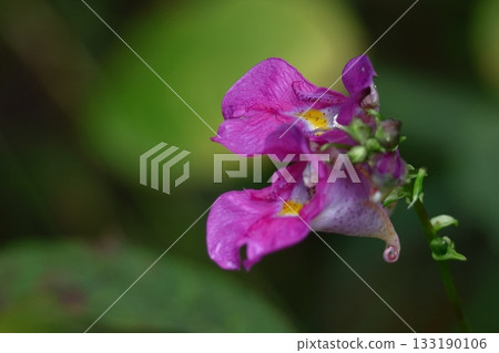 Conch-shell-like flower 133190106