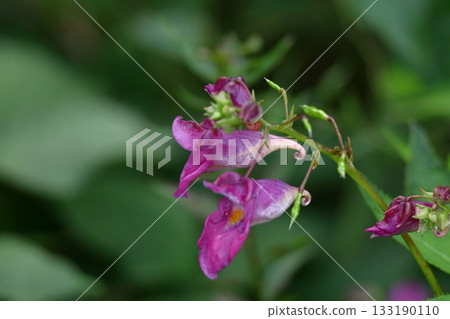 海螺狀的花 海螺狀的花 133190110
