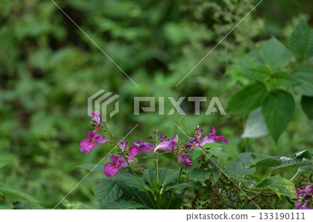 海螺狀的花 海螺狀的花 133190111