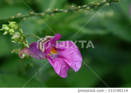 海螺狀的花 133190114