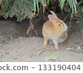 野兔用爪子搔臉 133190404