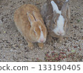 兩隻友善的野兔緊緊地依偎在一起。 133190405