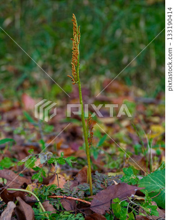 冬綠蕨類植物的孢子葉 133190414