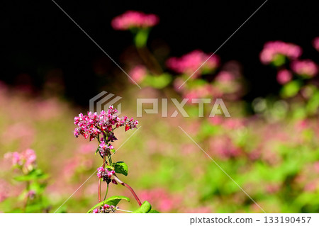 Red buckwheat flower field Red buckwheat flower field 133190457