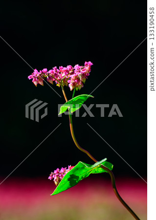 紅蕎麥花 紅蕎麥花 133190458