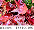 秋葉楓葉 133190460