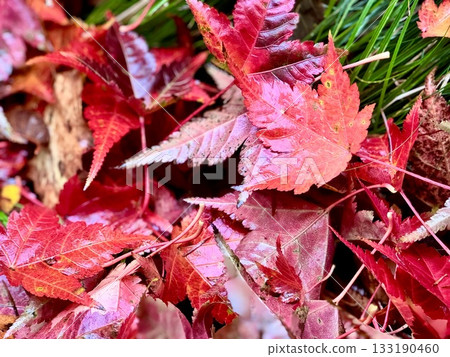 Autumn leaves maple leaves Autumn leaves maple leaves 133190460
