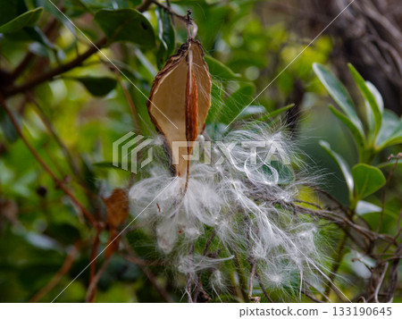 Seed dispersal of Apocynaceae Asclepiad Seed dispersal of Apocynaceae Asclepiad 133190645