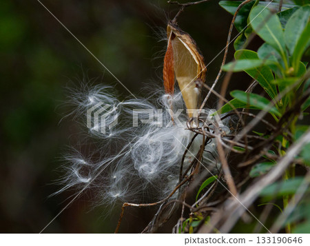 Seed dispersal of Apocynaceae Asclepiad Seed dispersal of Apocynaceae Asclepiad 133190646