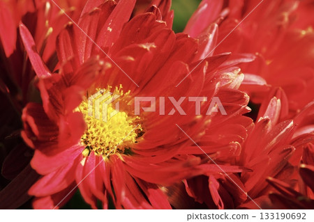 Deep crimson chrysanthemums Little Red Riding Hood 133190692
