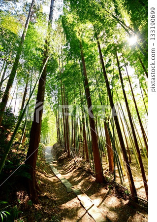 Kyoto Prefecture, Fushimi Inari Taisha Shrine, Bamboo Underpass, Fukakusa Yabunouchicho, Fushimi Ward, Kyoto City, February 2022 133190699
