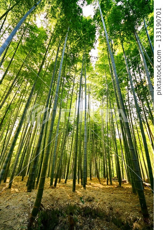 京都府,伏見稻荷大社,竹地下通道,深草藪之內町,伏見區,京都市,2022 年 2 月 京都府,伏見稻荷大社,竹地下通道,深草藪之內町,伏見區,京都市,2022 年 2 月 133190701