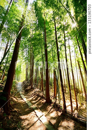 京都府，伏見稻荷大社，竹地下通道，深草藪之內町，伏見區，京都市，2022 年 2 月 133190703