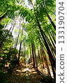 Kyoto Prefecture, Fushimi Inari Taisha Shrine, Bamboo Underpass, Fukakusa Yabunouchicho, Fushimi Ward, Kyoto City, February 2022 133190704