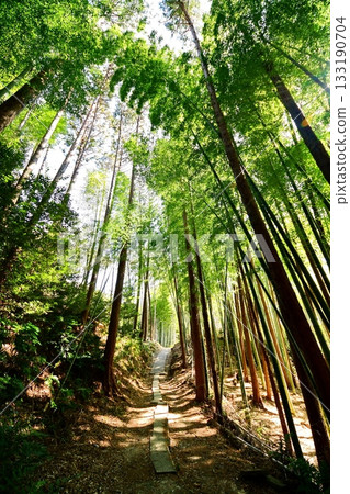 Kyoto Prefecture, Fushimi Inari Taisha Shrine, Bamboo Underpass, Fukakusa Yabunouchicho, Fushimi Ward, Kyoto City, February 2022 Kyoto Prefecture, Fushimi Inari Taisha Shrine, Bamboo Underpass, Fukakusa Yabunouchicho, Fushimi Ward, Kyoto City, February 2022 133190704