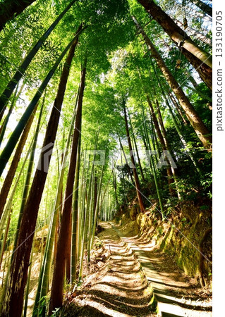 京都府，伏見稻荷大社，竹地下通道，深草藪之內町，伏見區，京都市，2022 年 2 月 133190705