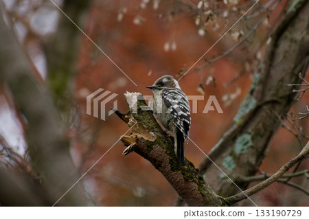 小ger的覓食♀ 133190729