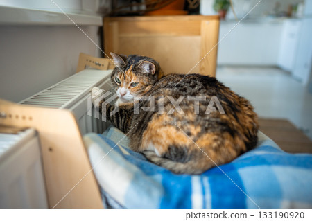 Domestic cat lying on shelf on soft plaid, warms its paw on warm radiator at home. Heating season Domestic cat lying on shelf on soft plaid, warms its paw on warm radiator at home. Heating season 133190920