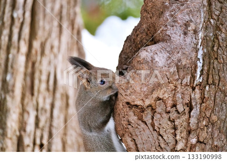 野生的Ezoris 133190998