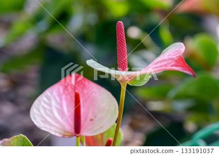 Close up of a red Flamingo Flower or Anthurium andraeanum flower blooming in the garden. Family Araceae. Close up of a red Flamingo Flower or Anthurium andraeanum flower blooming in the garden. Family Araceae. 133191037