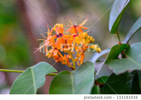 Beautiful Orange Ashoka tree flower or Saraca asoca blooming in summer season, Thailand. Family Fabaceae. Beautiful Orange Ashoka tree flower or Saraca asoca blooming in summer season, Thailand. Family Fabaceae. 133191038