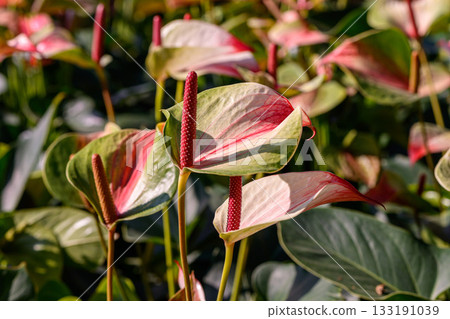 Red Flamingo Flower or Anthurium andraeanum flower blooming in the garden. Family Araceae. Red Flamingo Flower or Anthurium andraeanum flower blooming in the garden. Family Araceae. 133191039