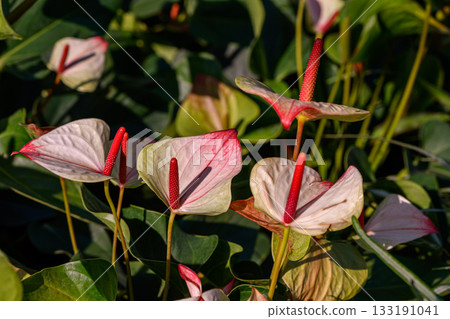 Red Flamingo Flower or Anthurium andraeanum flower blooming in the garden. Family Araceae. Red Flamingo Flower or Anthurium andraeanum flower blooming in the garden. Family Araceae. 133191041