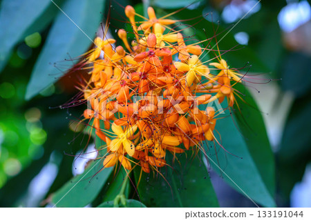 Beautiful Orange Ashoka tree flower or Saraca asoca blooming in summer season, Thailand. Family Fabaceae. Beautiful Orange Ashoka tree flower or Saraca asoca blooming in summer season, Thailand. Family Fabaceae. 133191044