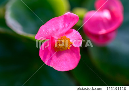 Close-up pink Begonia flower blooming in the garden. Family Begoniaceae. Close-up pink Begonia flower blooming in the garden. Family Begoniaceae. 133191118