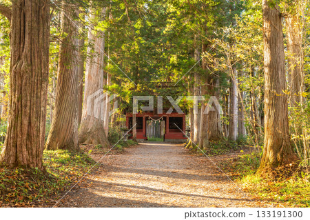 《Nagano Prefecture》 Cedar trees on the approach to Togakushi 133191300