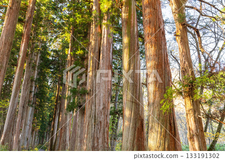 《長野縣》前往Togakure的一排雪松 133191302