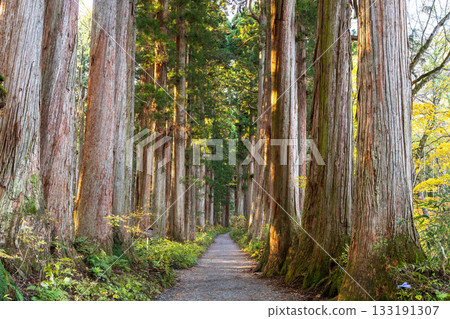 《長野縣》前往Togakure的一排雪松 133191307